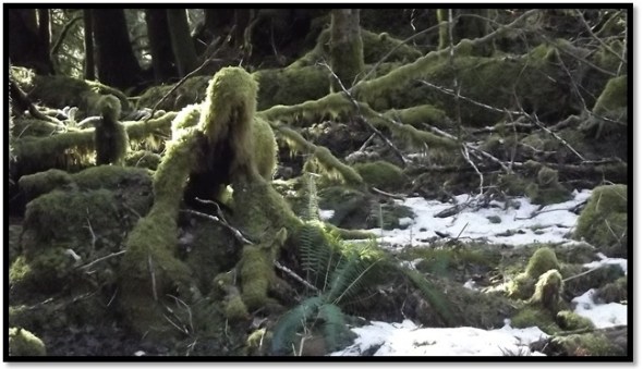 mosswoman